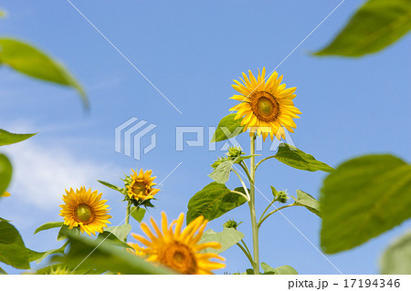 ひまわり 17194346
