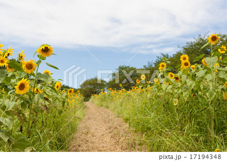 ひまわり畑 17194348