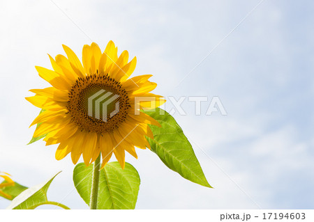 ひまわり 17194603