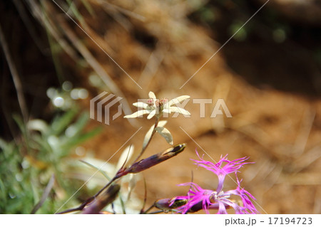 ホソバヒナウスユキソウ 17194723