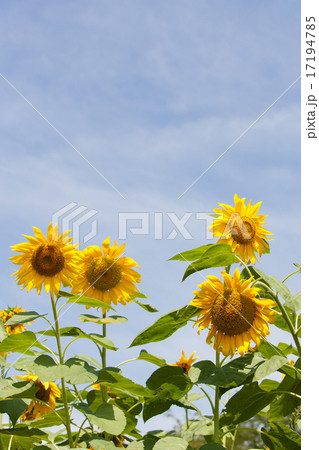 ひまわり 17194785