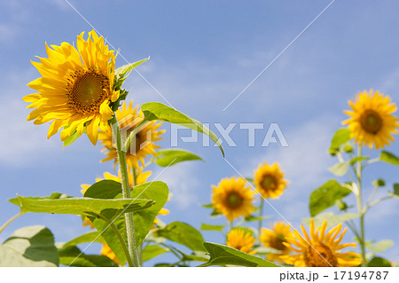 ひまわり 17194787