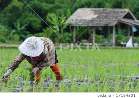 transplant rice seedlings transplant rice seedlings 17194801