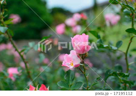 港の見やる丘公園薔薇 港の見やる丘公園薔薇 17195112