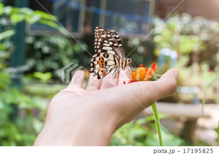 The butterfly on hand at Chiang Mai National Park The butterfly on hand at Chiang Mai National Park 17195825