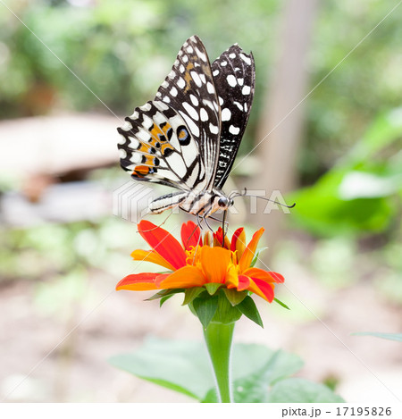 The butterfly at Chiang Mai National Park  17195826