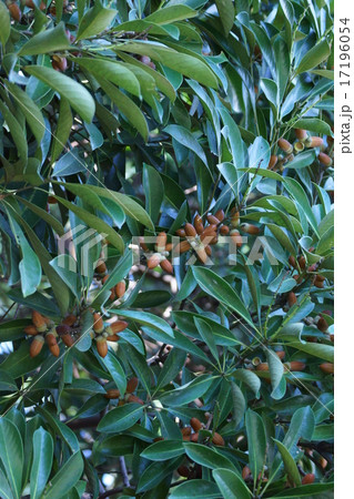 馬刀葉椎 マテバシイ どんぐり豊作です。 馬刀葉椎 マテバシイ どんぐり豊作です。 17196054