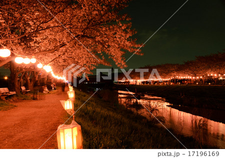 夜桜に輝く川 17196169