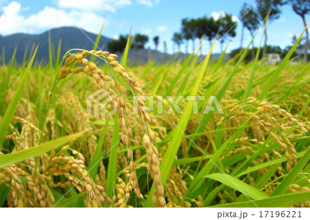 稲穂 はさ木のある風景 稲穂 はさ木のある風景 17196221