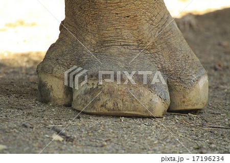 サイの足　クロサイ 17196234
