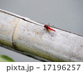 赤とんぼと竹 17196257