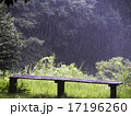 雨の風景 17196260