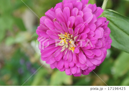 ジニア・トウドール 17196425