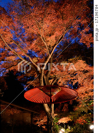 燃え上がる夜の紅葉 燃え上がる夜の紅葉 17196784