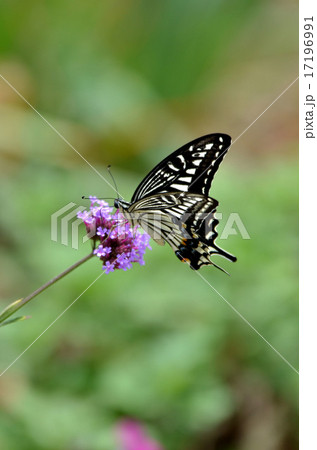 三尺バーベナとアゲハ蝶 三尺バーベナとアゲハ蝶 17196991