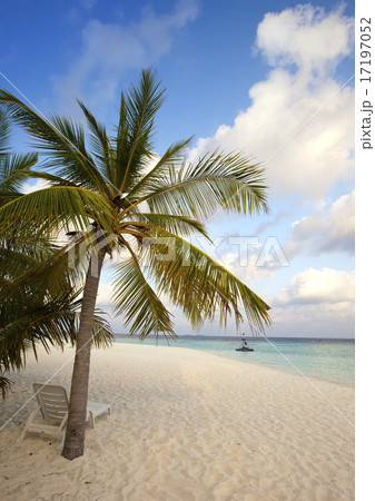 Empty beach chairs and palm on sand by the sea at  17197052
