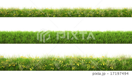 grass 17197494