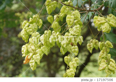 モクゲンジ 蕾 モクゲンジ 蕾 17197506