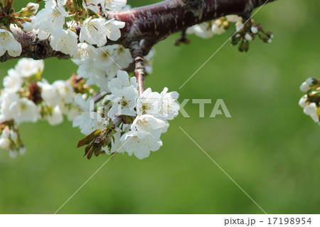 りんごの花 17198954