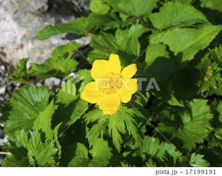 シナノキンバイ 17199191