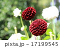 神代植物公園のダリア　ブラックエッグ 17199545