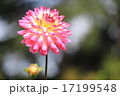 神代植物公園のダリア　美姫 17199548