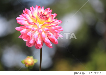 神代植物公園のダリア 美姫 神代植物公園のダリア 美姫 17199548