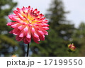 神代植物公園のダリア　美姫 17199550