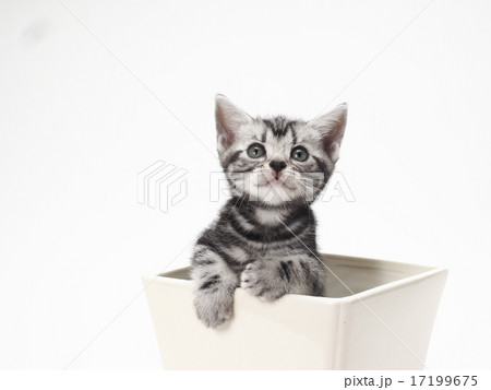 鉢に入った1匹のアメリカンショートヘアーの子猫 鉢に入った1匹のアメリカンショートヘアーの子猫 17199675