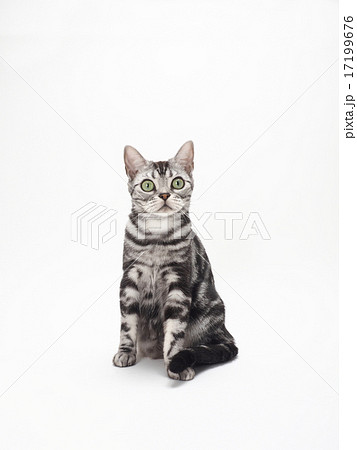 お座りするアメリカンショートヘアー 17199676