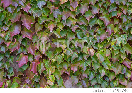 autumn background 17199740