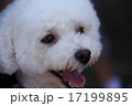 笑顔のトイプードル 17199895