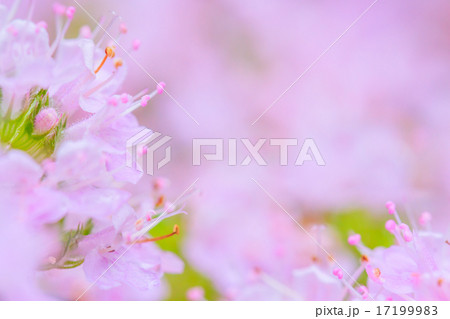 イブキジャコウ 17199983