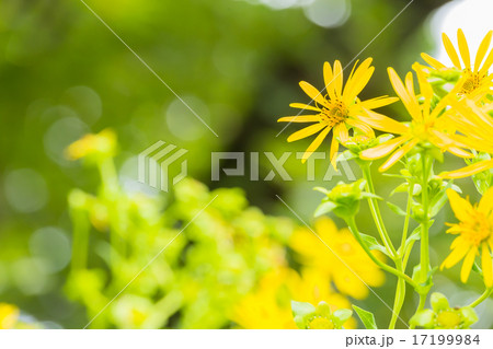 シカクヒマワリ 17199984