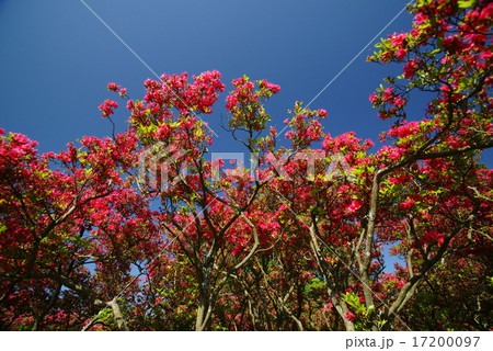 小室山公園のつつじ 17200097