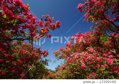 小室山公園のつつじ 17200100