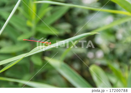 ベニイトトンボ 17200788