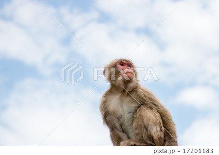 猿 17201183