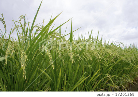 水田　稲穂 17201269