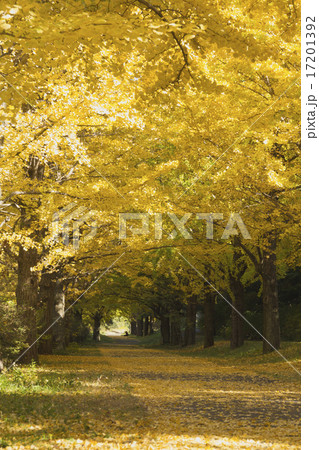 銀杏並木 銀杏並木 17201392