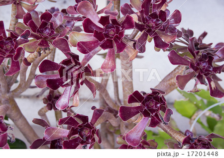 黒法師 黒法師 17201448