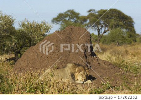 Asleep by a Termite Mound 17202252
