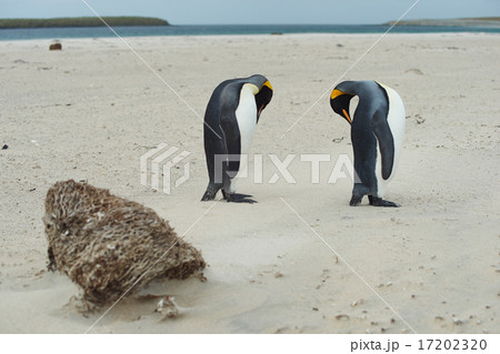 King Penguins 17202320
