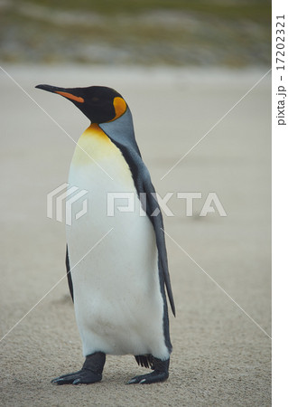 King Penguin 17202321
