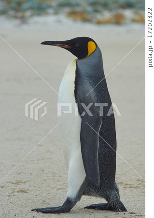 King Penguin 17202322