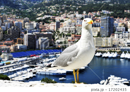 seagull and Port Hercules in Monaco seagull and Port Hercules in Monaco 17202435