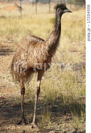 Emu, Australia Emu, Australia 17204006
