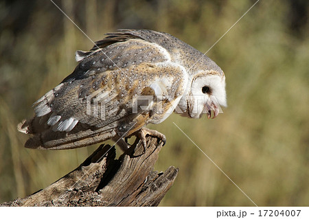 Barn Owl, Australia 17204007