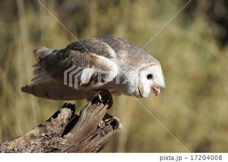 Barn Owl, Australia 17204008