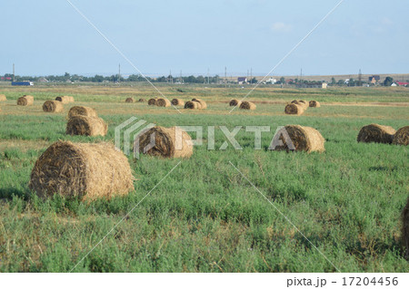 Haystacks in the field 17204456